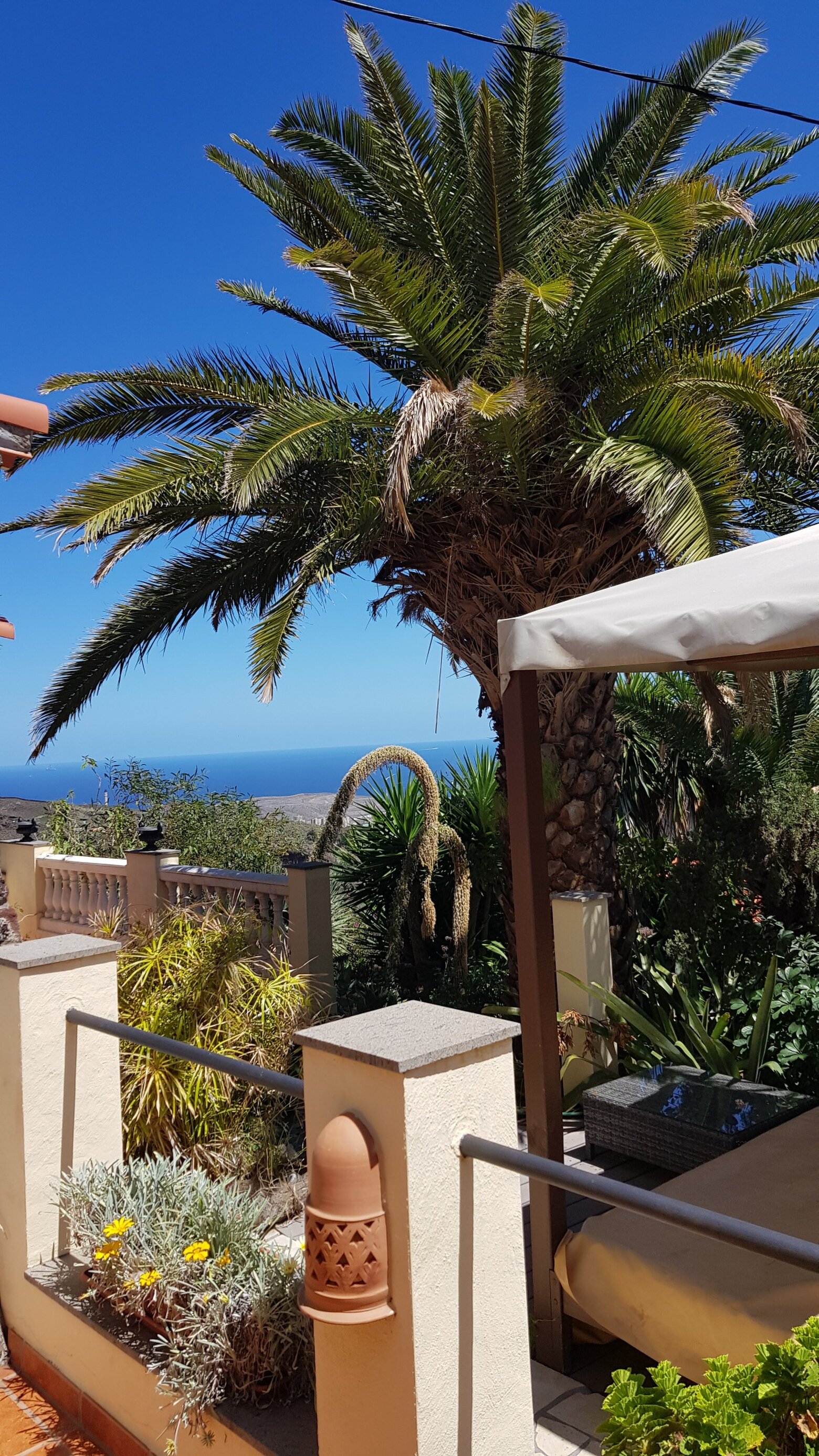 The shaded corner of the terrace, looking past the palm to the sea