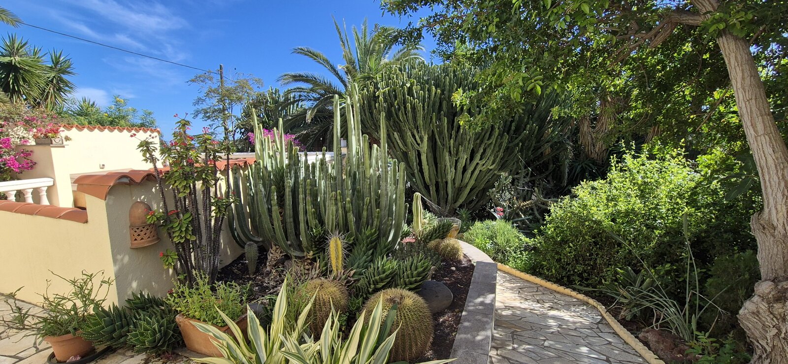 The garden path, between cacti, agaves and succulents