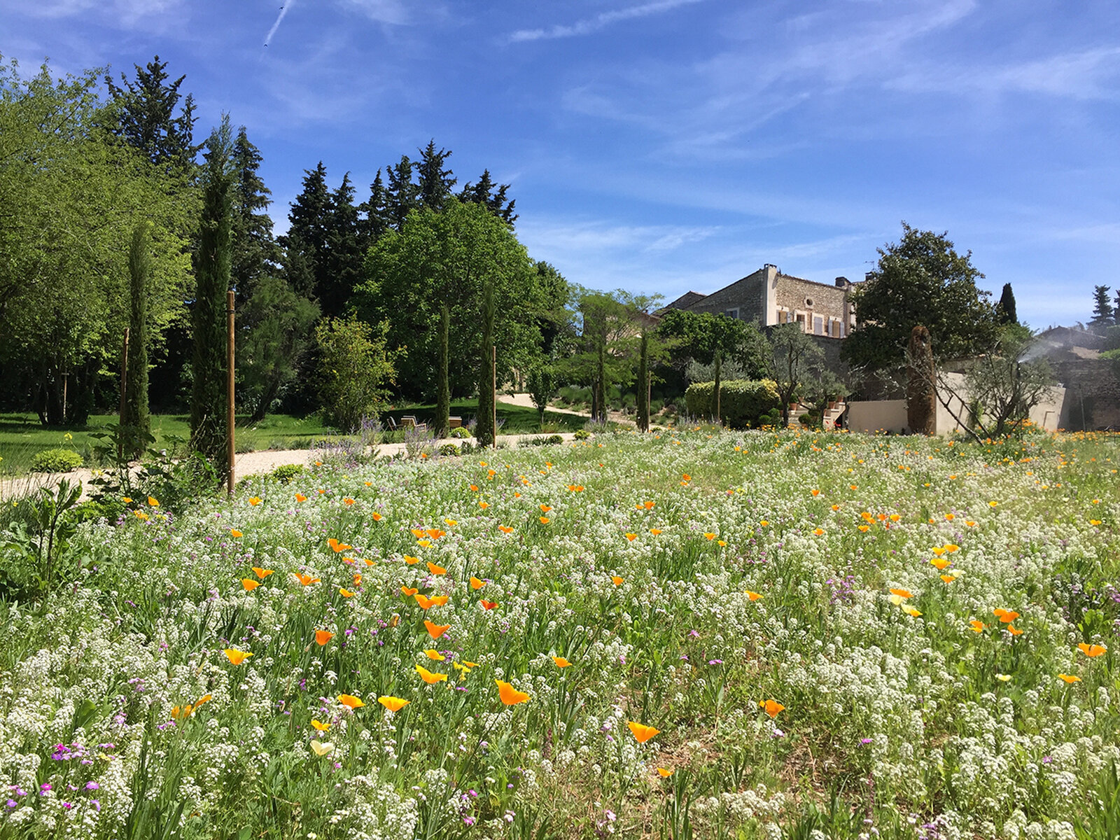 A wildflower meadow of poppies in front of the manor house.