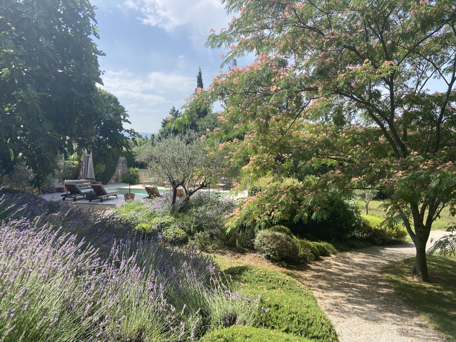 The pool, framed by lavender and cypress trees.