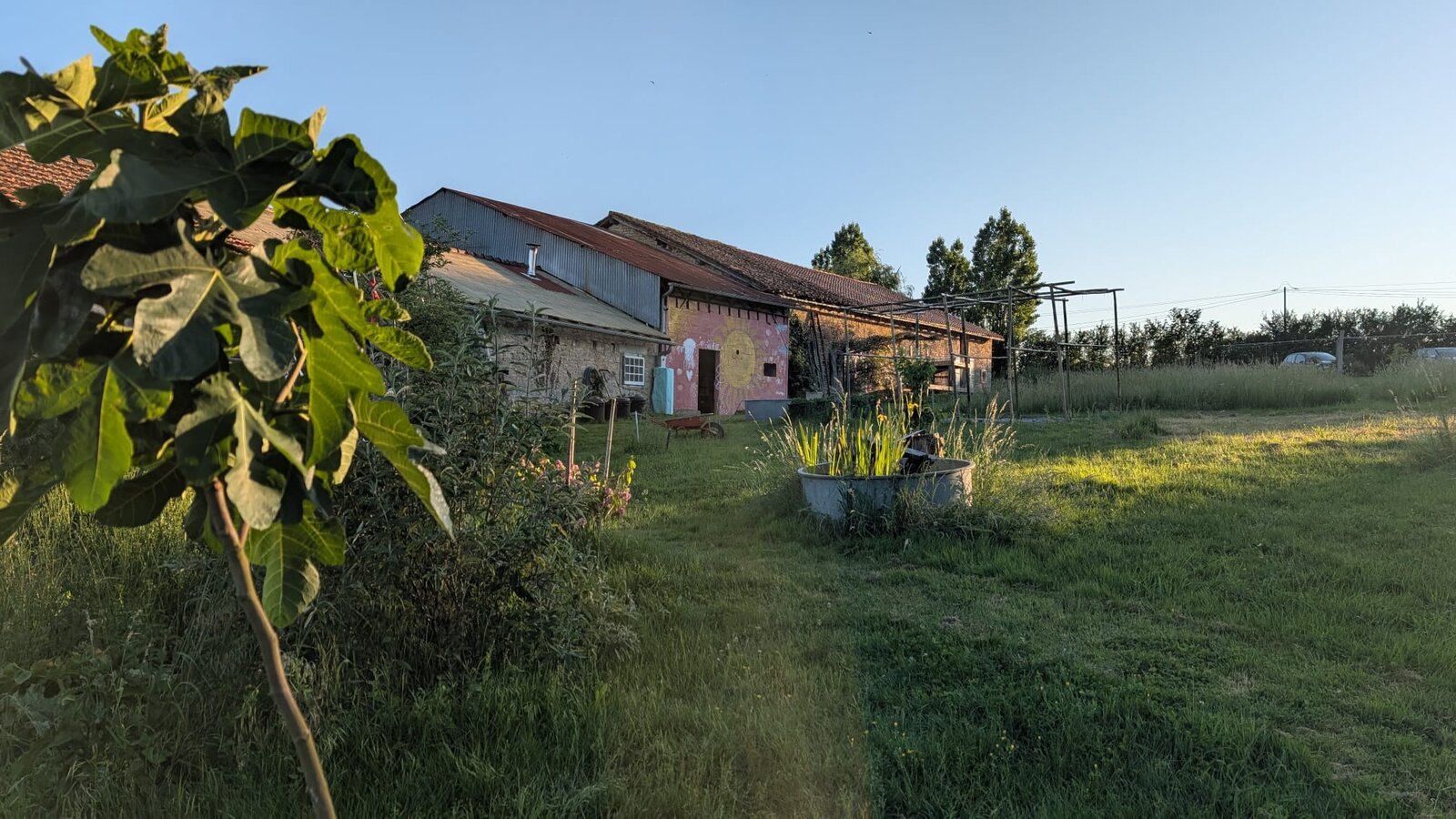 The farm buildings seen past a fig tree, with a metal tub used as a small garden pond.