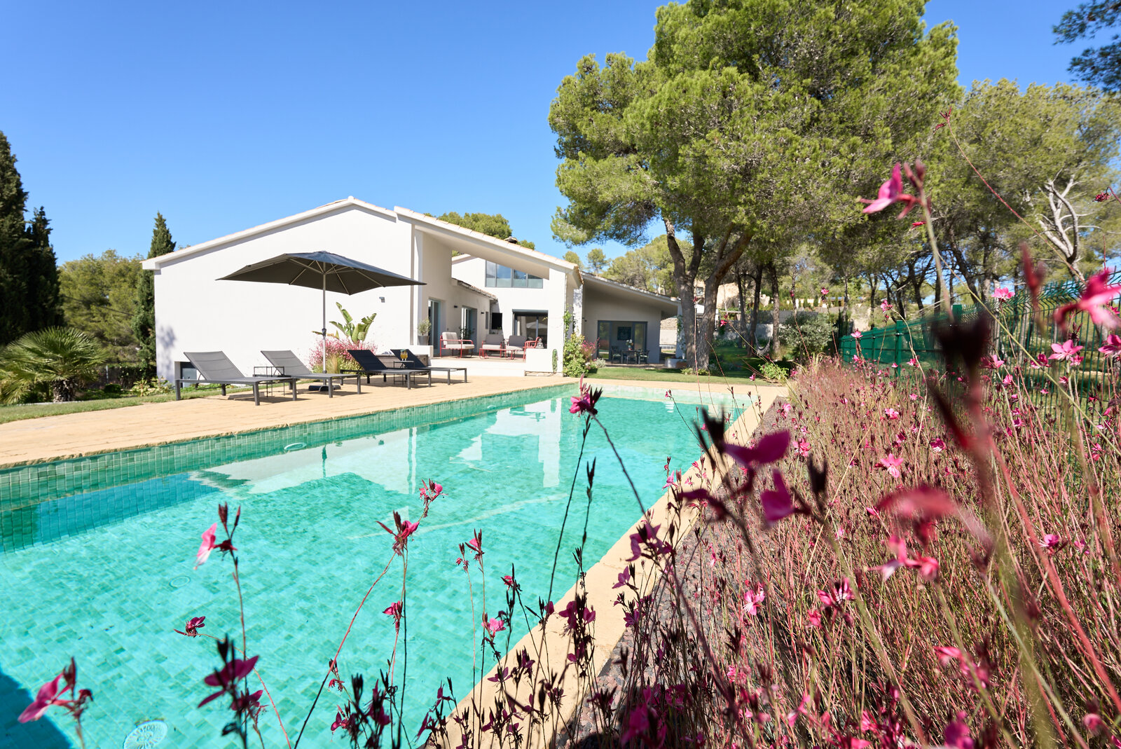 The long pool with loungers and a parasol along the side, the white house and tall pines behind and pink flowers in front.