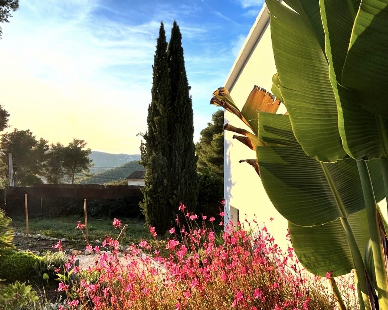 Tall cypress trees and pink flowers beside the white wall of the house, with hills on the horizon.