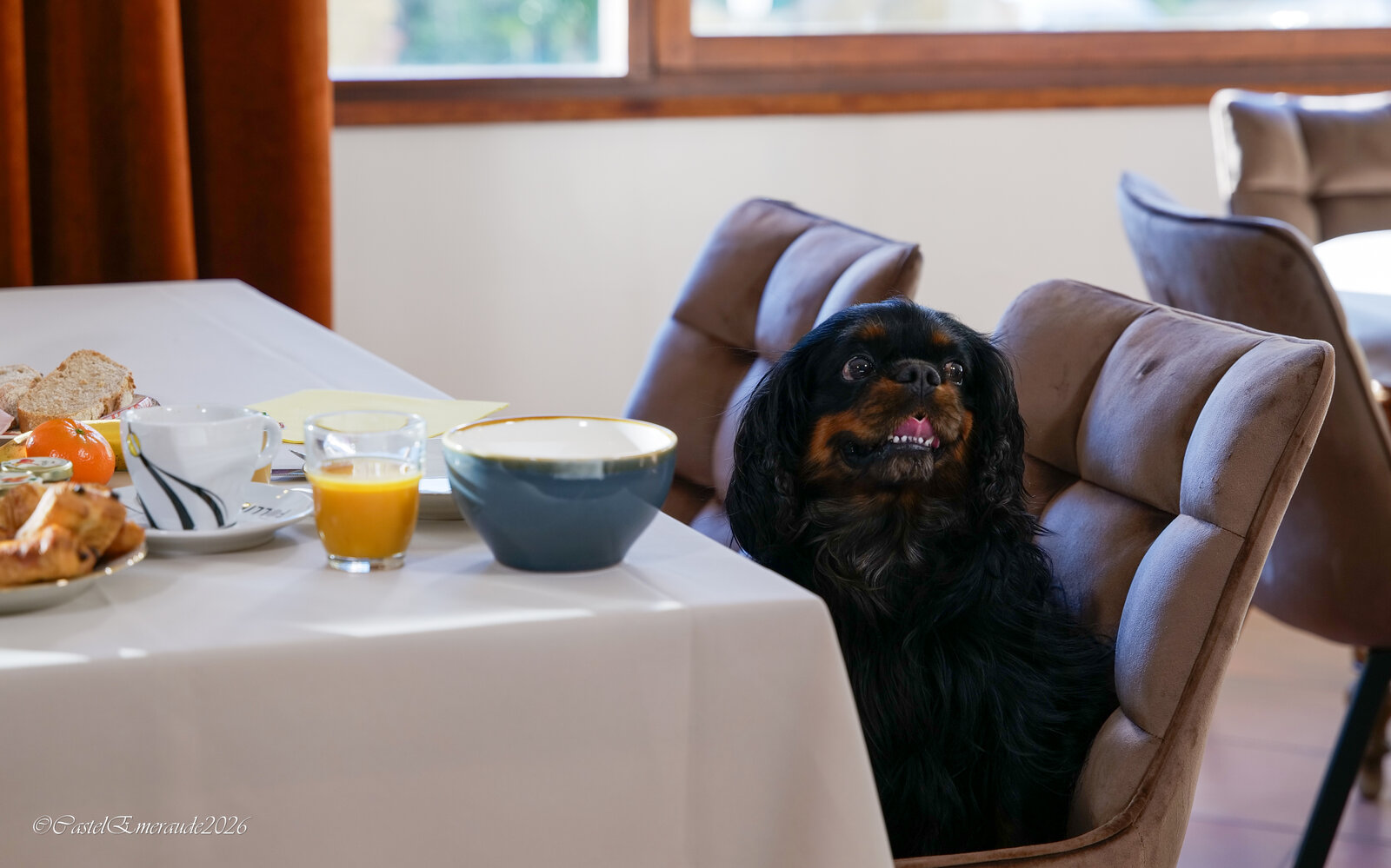 A spaniel waiting on a chair at the breakfast table.