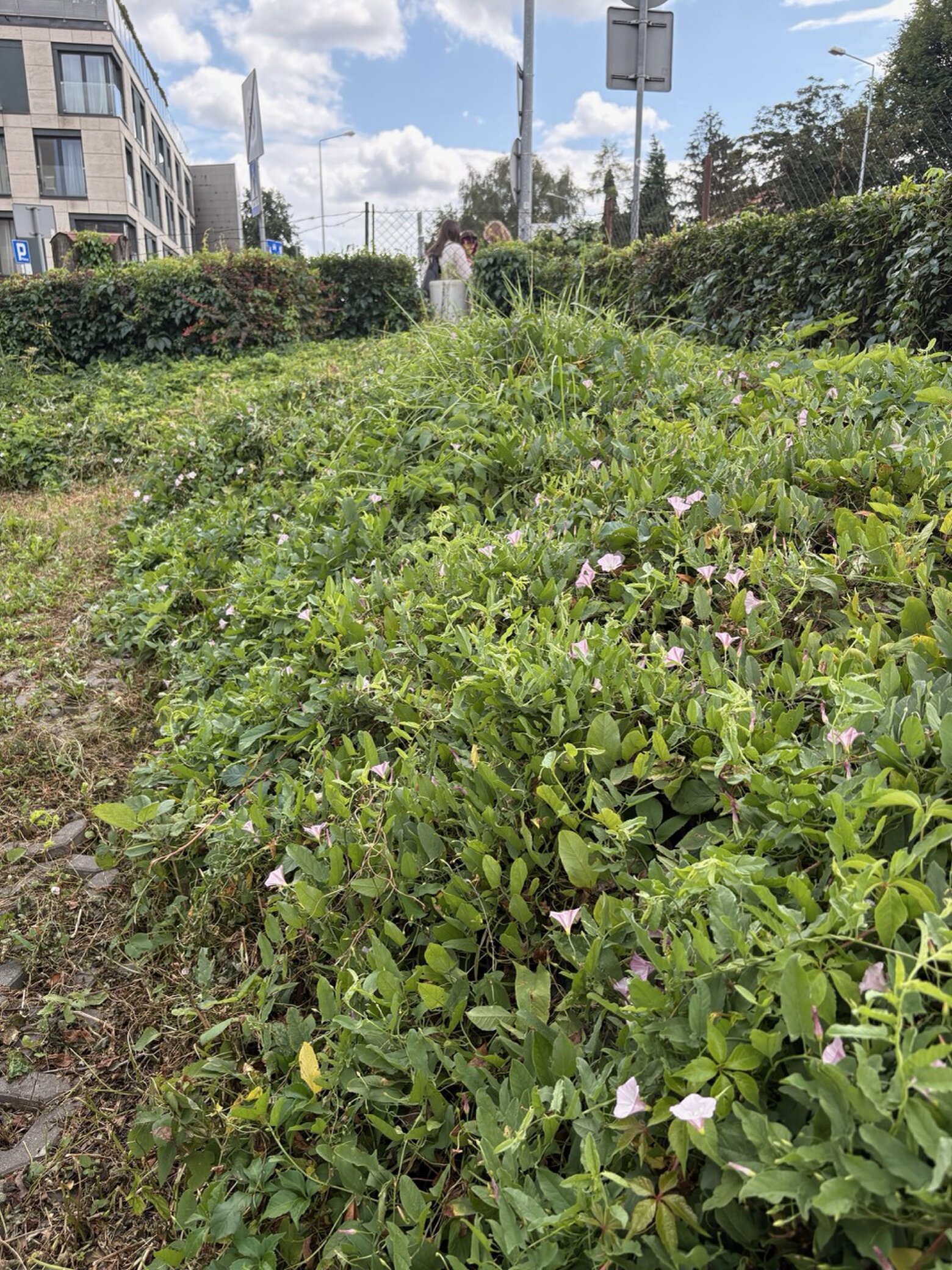Wild green grass and a hedge separate us from street noise.